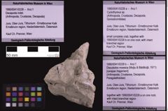 Foto (Objekt + Etiketten) von Cyclothyreus sp. (NHMW-GEO-1990-0041-0228a)